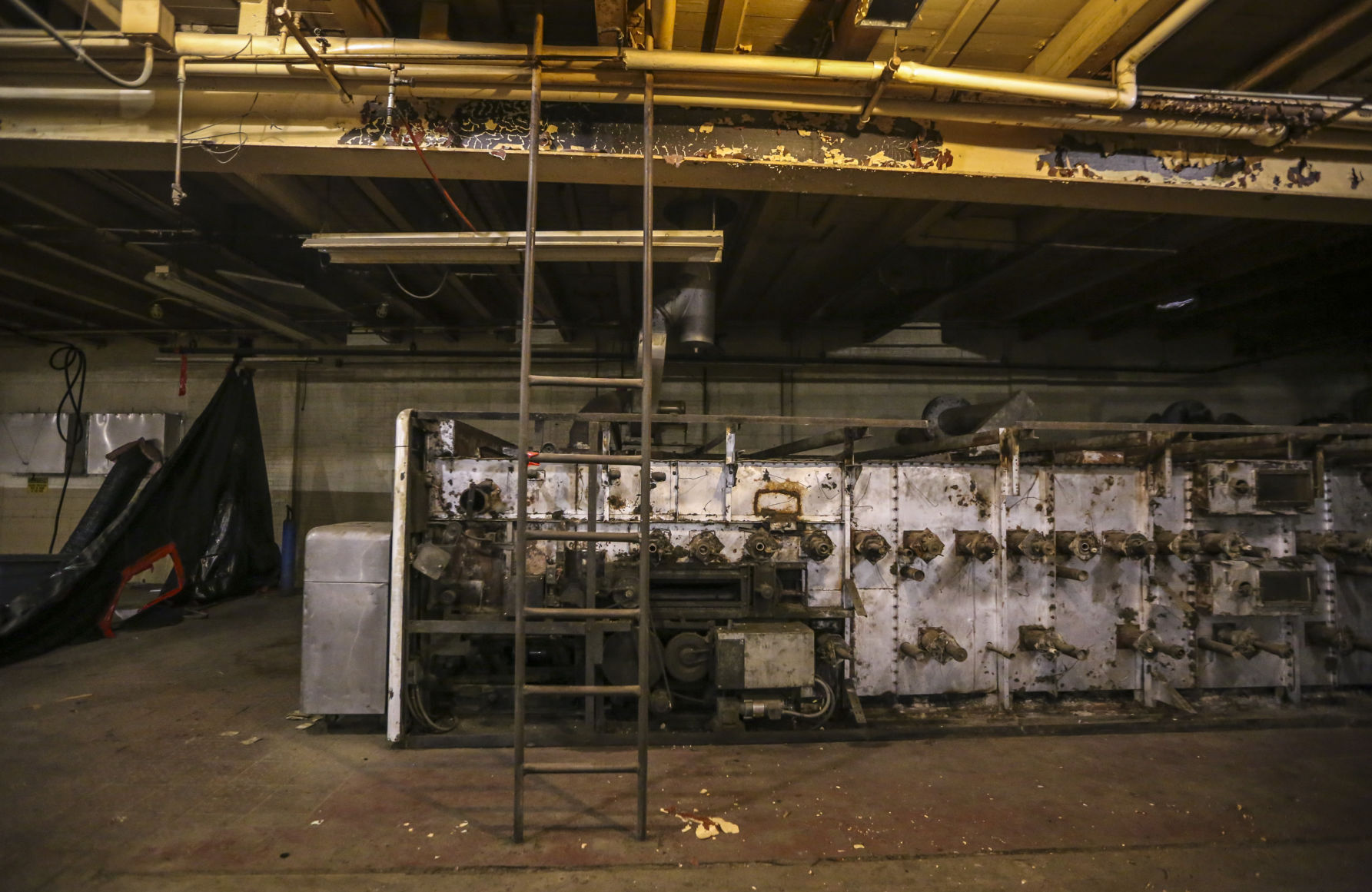 Hostess plant